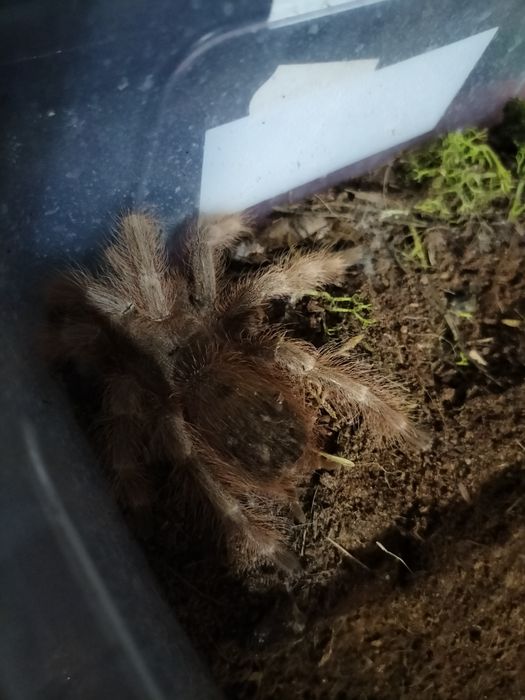 Sprzedam Nhandu Tripepii  samica