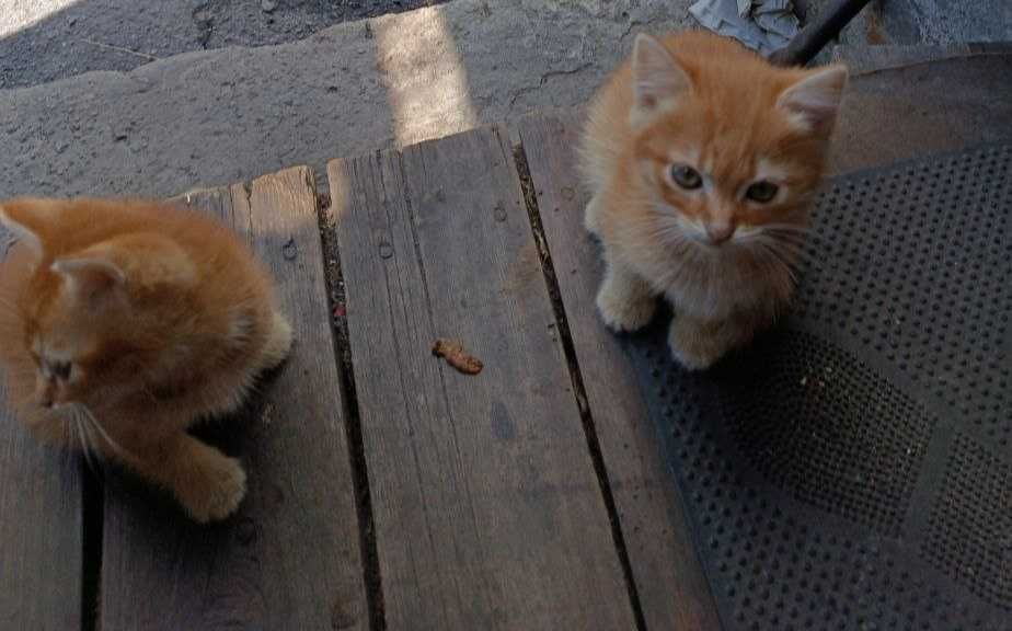 Віддам в добрі руки кошеня