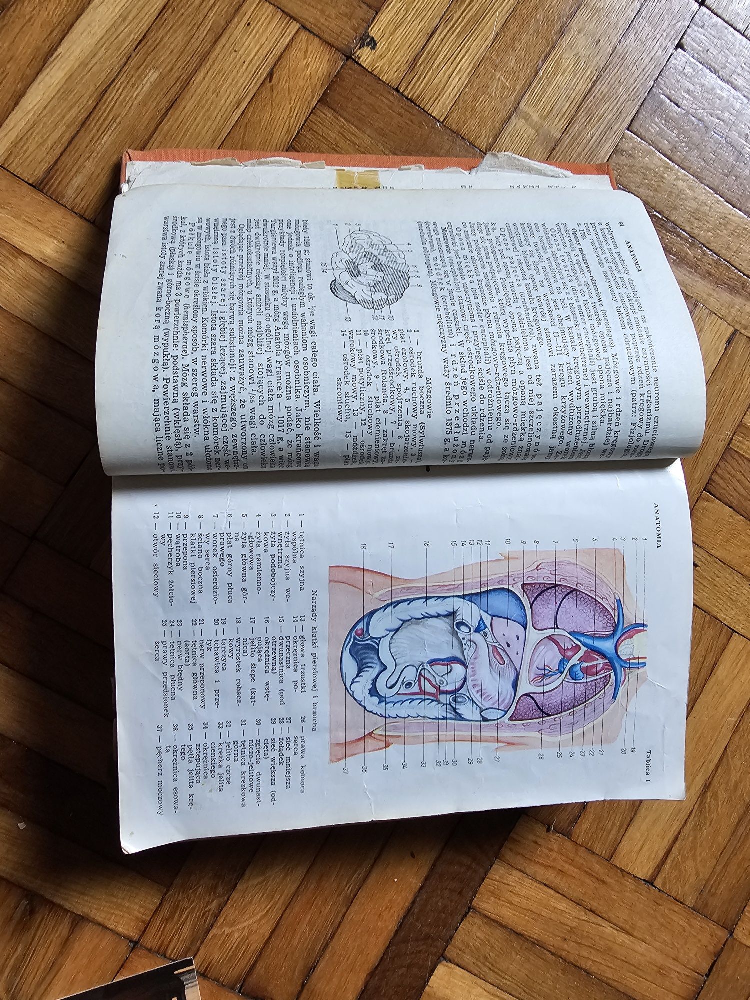 Mała encyklopedia zdrowia PWN