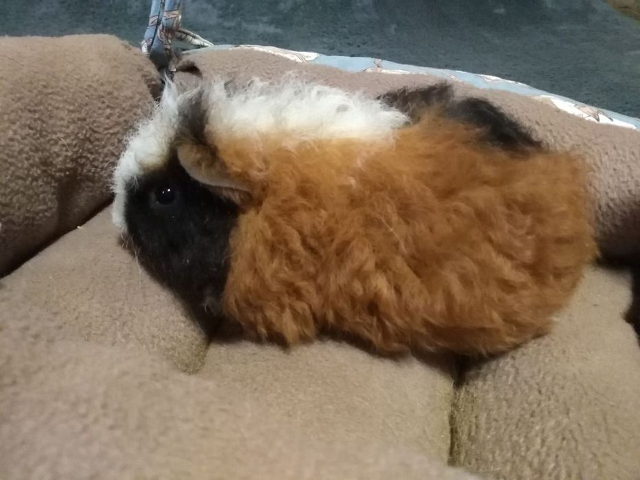 Морська свинка малюк