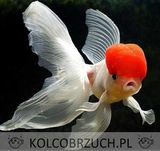 Welonka odmiana CZERWONY KAPTUREK - Carassius - dowóz, wysyłka