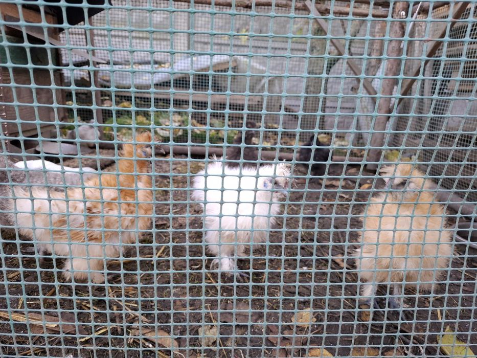 Sprzedam kurczęta silki