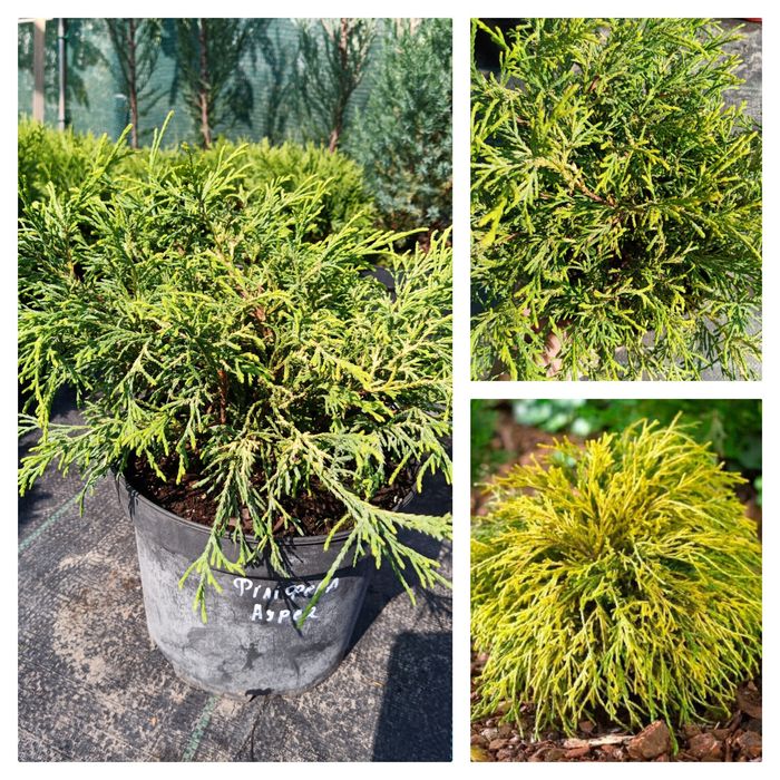 Рослини,туя, Ялівець, кипарисовик, верба Хакуро, Кілмарнок, ялина