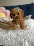 Piękna Suczka Maltipoo!