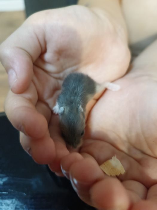 Продам хом'ячат джунгариків