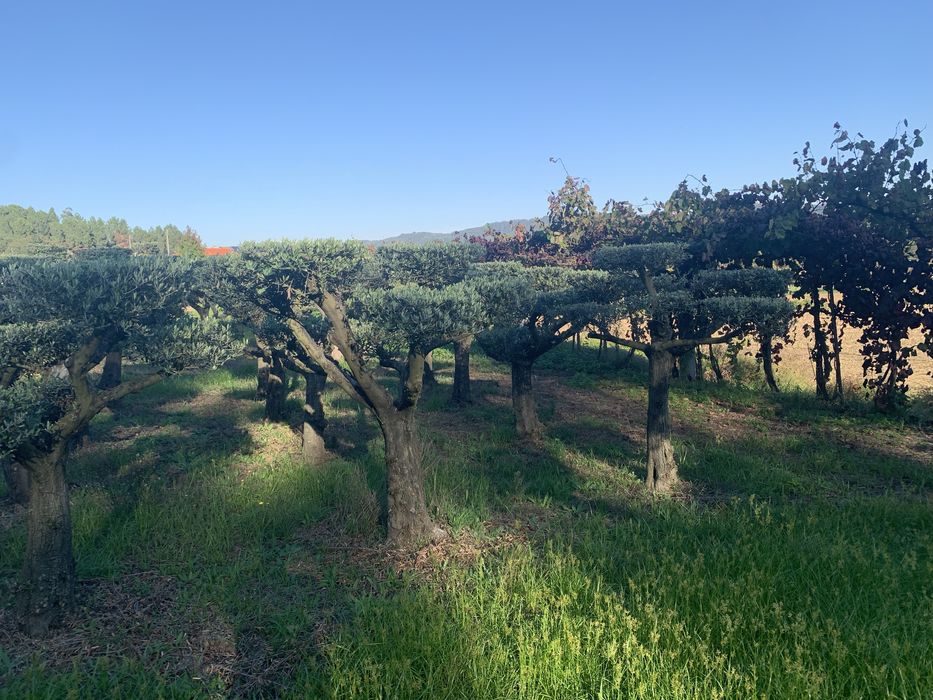 Oliveiras selecionadas