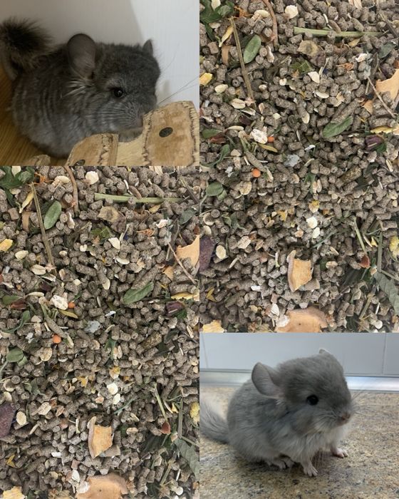 Збалансований корм для шиншил шиншилла