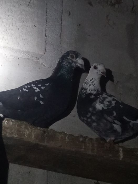 Motyle warszawskie i pocztowe