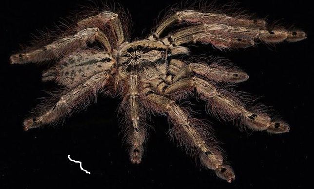 Stromatopelma calceatum самки паука птицееда