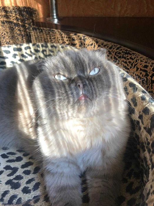 Отдам кошечку в хорошие руки