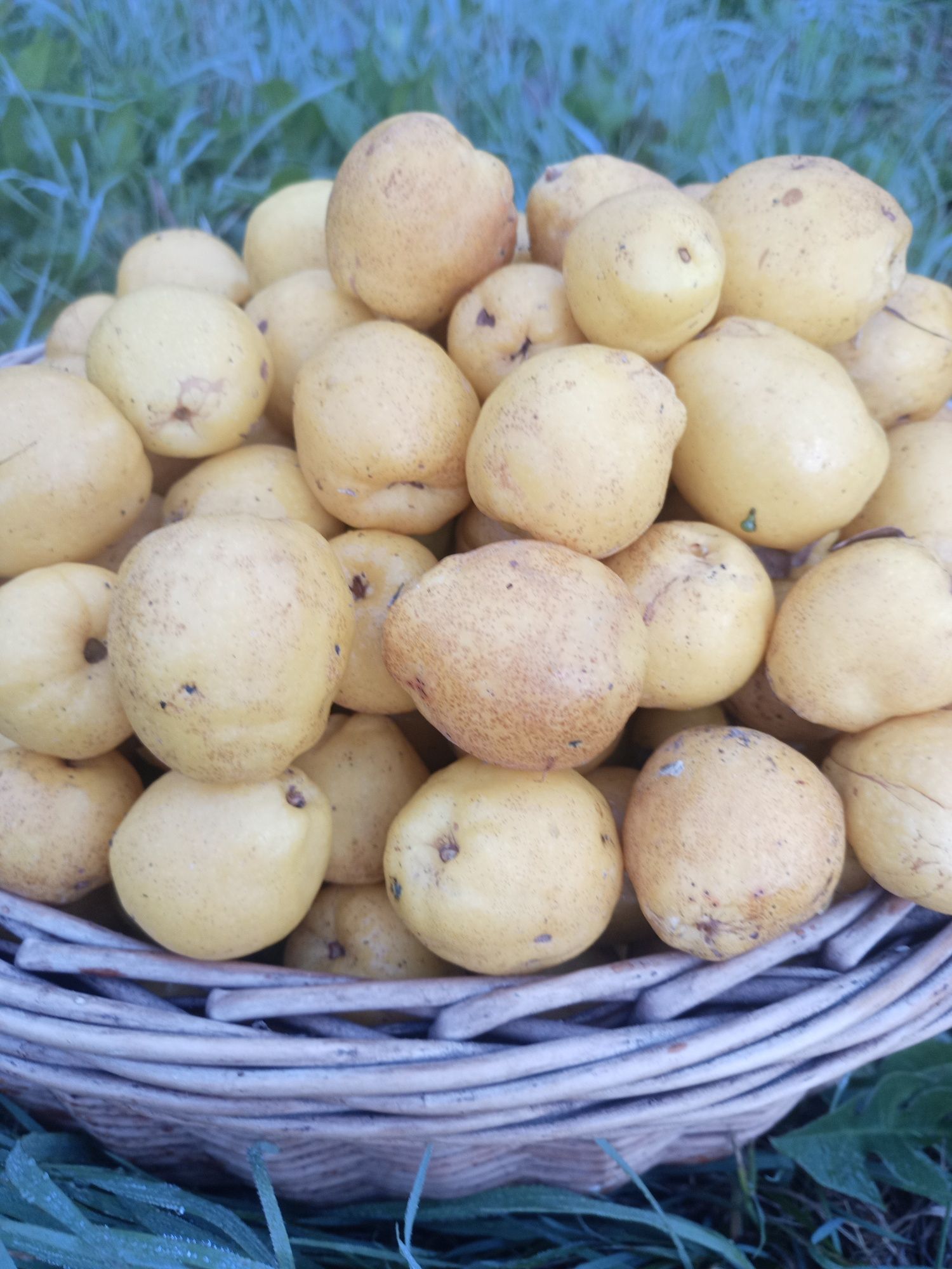Pigwowiec japoński 10 kg 2 sort