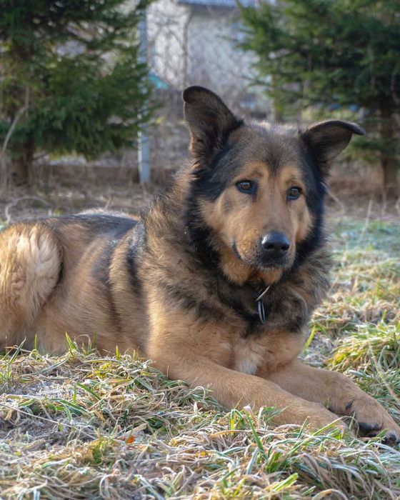 Świetny, lagodny dla ludzi, duży pies