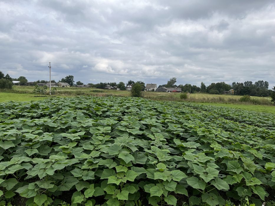 Павловнія, Павловния декоративна 9501 із насіння стовбур 1см