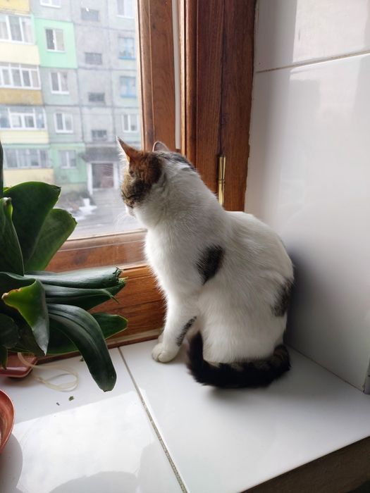 Віддам кішку в добрі руки