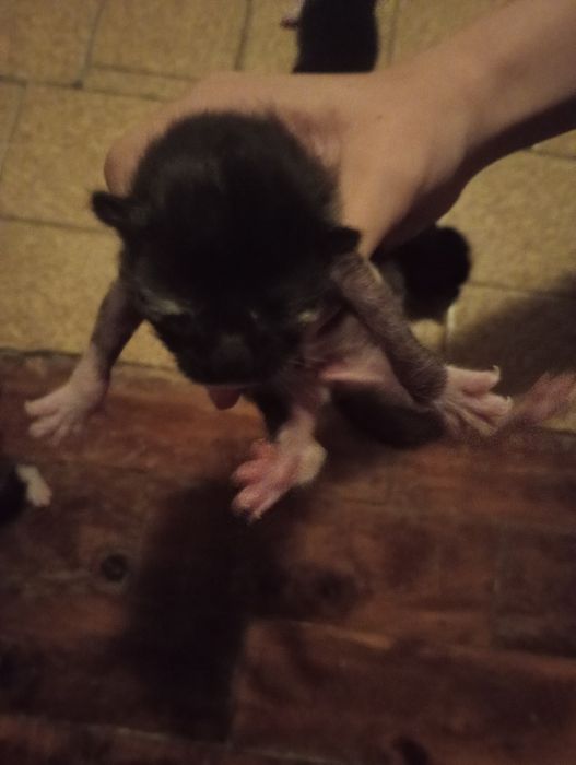 4 crias de gatos bebés