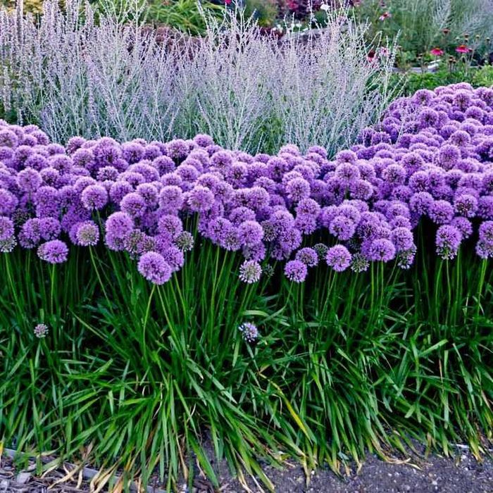 Czosnek ozdobny Millenium - Allium hybrida Millenium Wielkie sadzonki