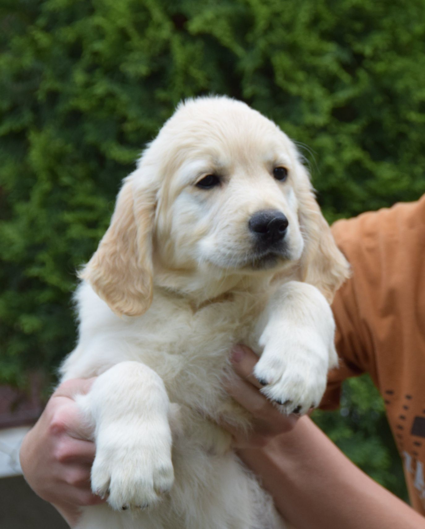 Golden Retriever szczenięta Zkwp fci