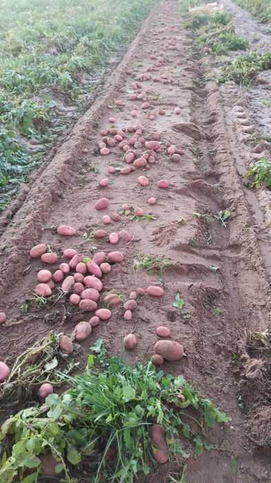 Batata nova encarnada