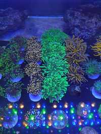 Euphyllia Glabrescens  - korale morskie LPS