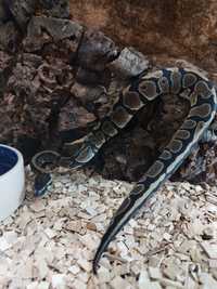 Wężyk samiec classic het albino