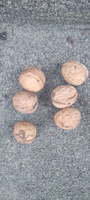 Eko orzechy włoskie z ogrodu przydomowego 10 kg