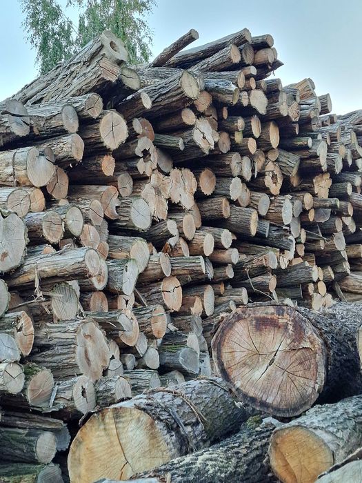 Drewno Akacja (Robinia)