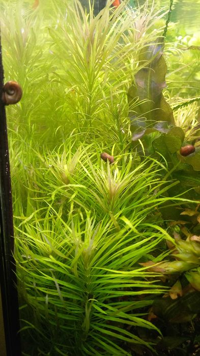 Аквариумные растения .