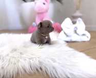 Liliowy cudny  piesek chihuahua