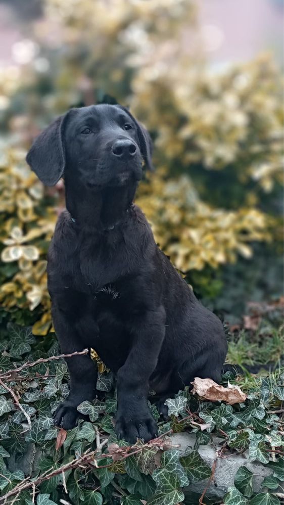 Szczeniaki w typie labradora szukają domów