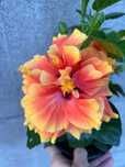 Róża chinska hibiskus Apollo Double
