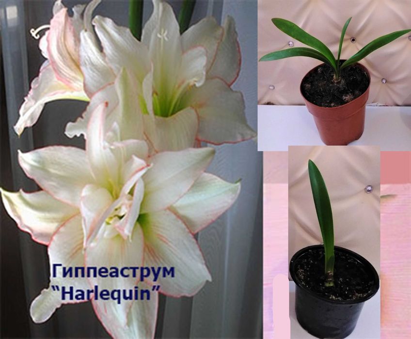 гиппеаструм 2 сорта