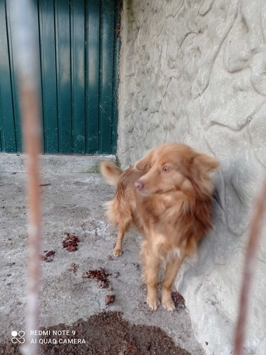 Отдам собаку в хорошие руки,добрый,игривый,любит людей