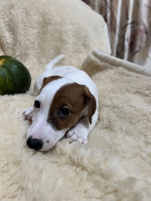 Цуценя Джек Рассел