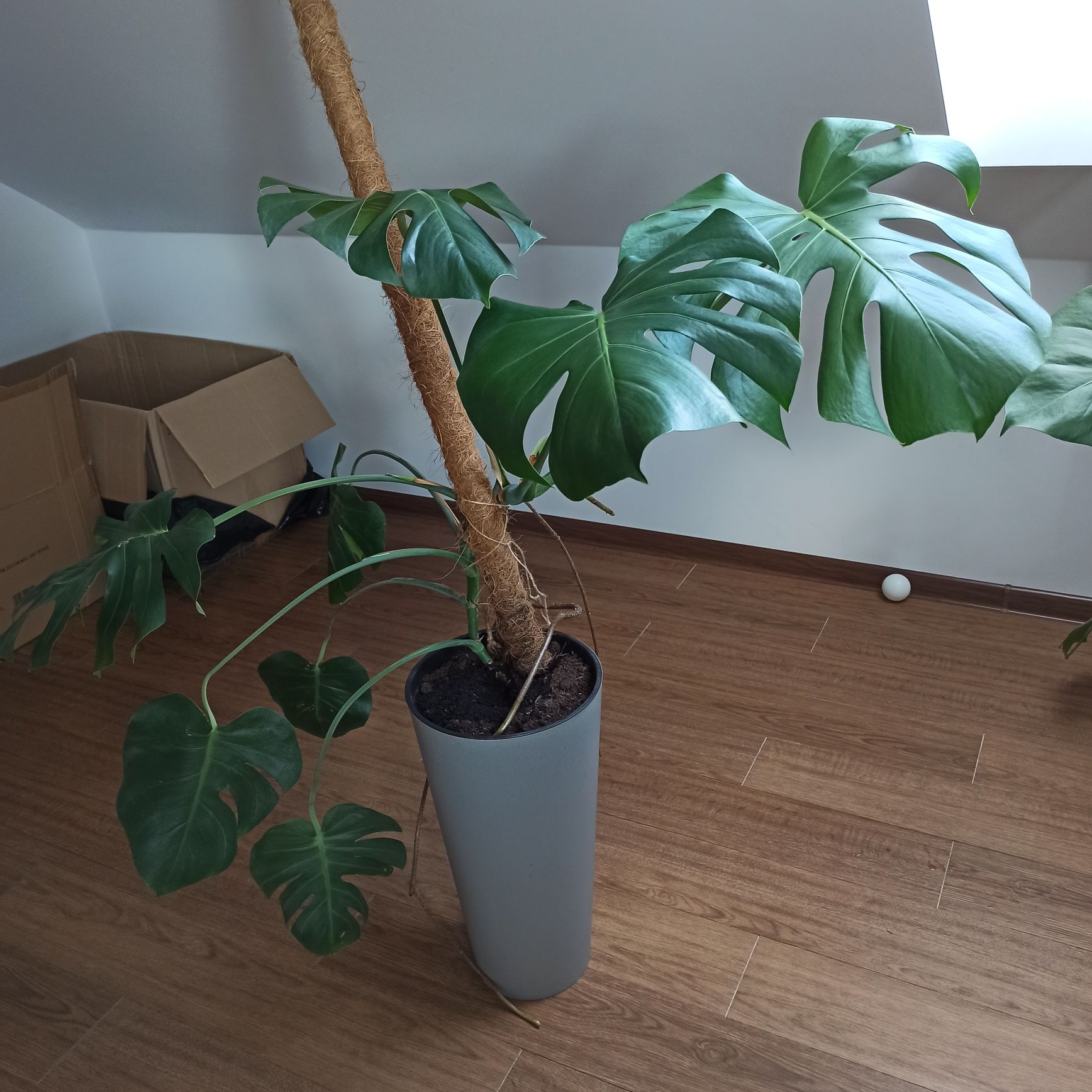 Monstera z doniczką