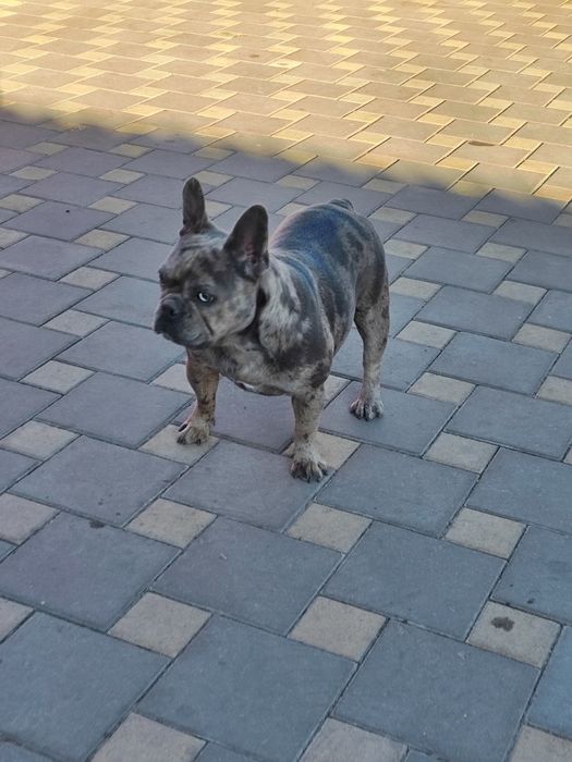 Дівчинка чорна мерлле.