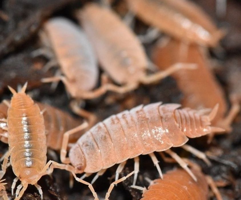 Mystery box z owadami