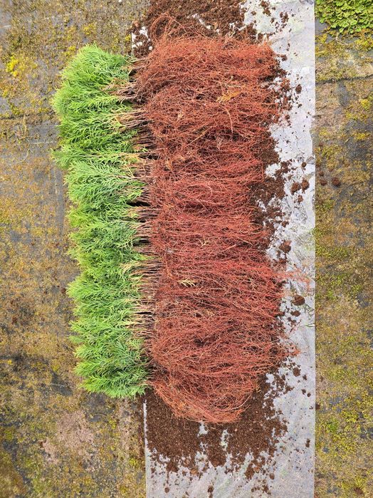 świerk pospolity, srebrny, srebrzysty serbski 2letnia sadzonka