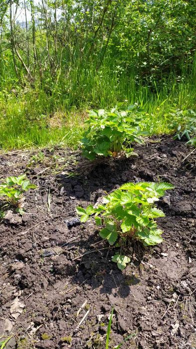 Саджанці  суниці