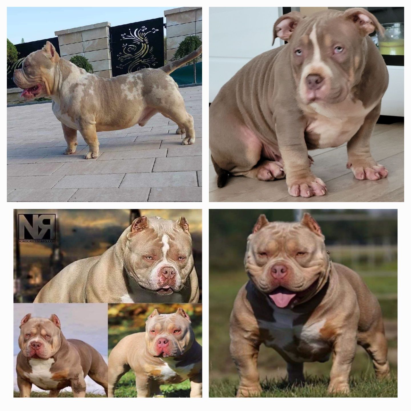 American bully Cowboy Bloodline