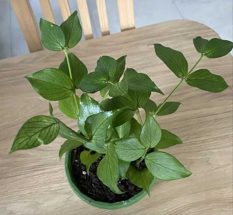 hoya polyneura ze zdjęcia