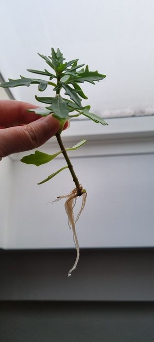 Sadzonka kwitnącego na rózowo kwiata z mojego parapetu