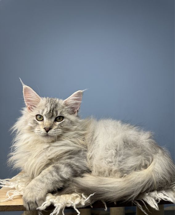 Shaded line as25 редкий окрас девочка мейн кун шоу класс