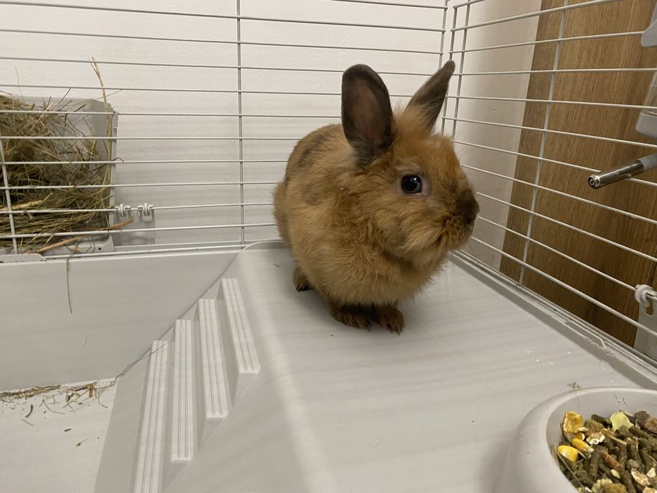 Декоративний кролик разом з кліткою