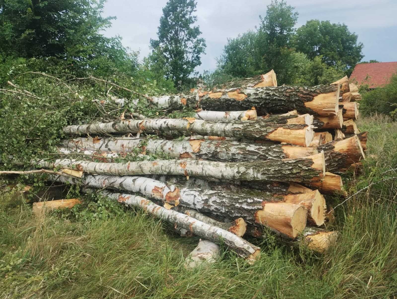 Brzoza Opał Drewno Kominkowe