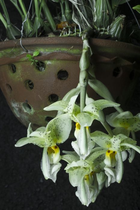 Orquídea melrinho de cera