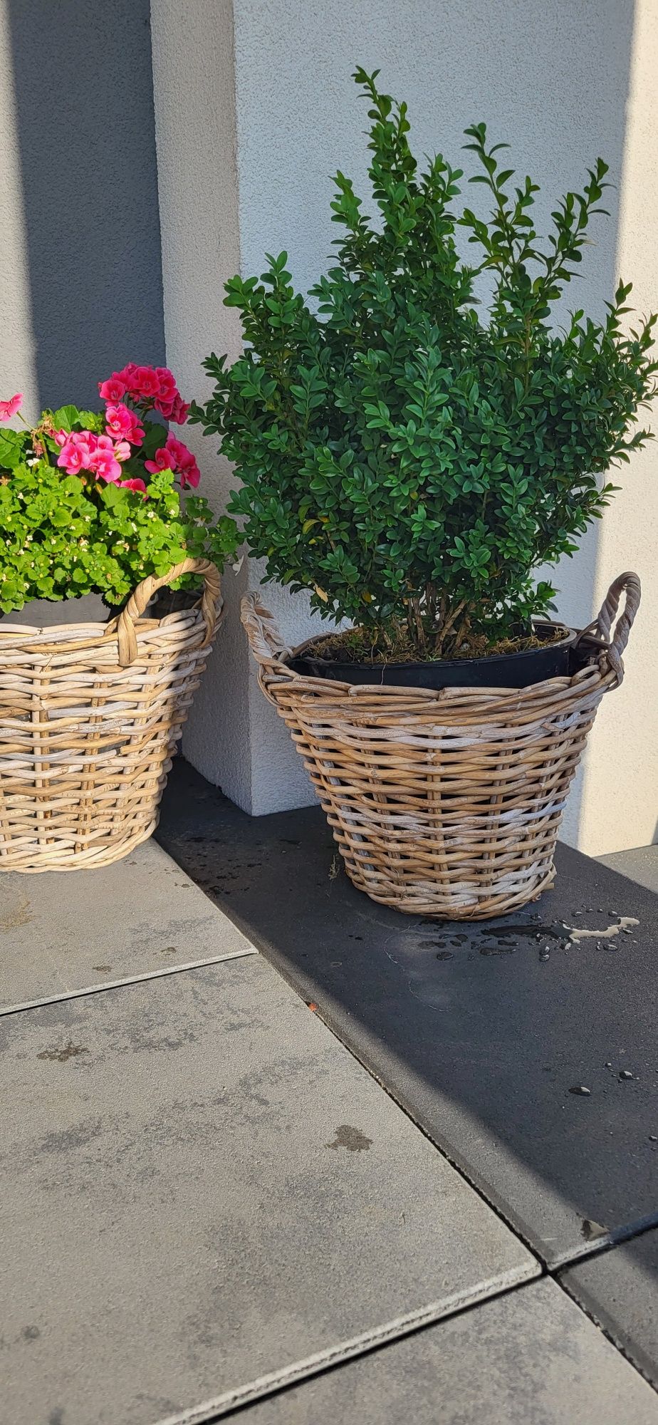 Bukszpan DUŻY 50cm w doniczce
