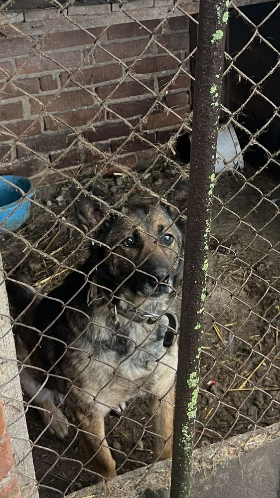 Віддам безкоштовно,у добрі руки