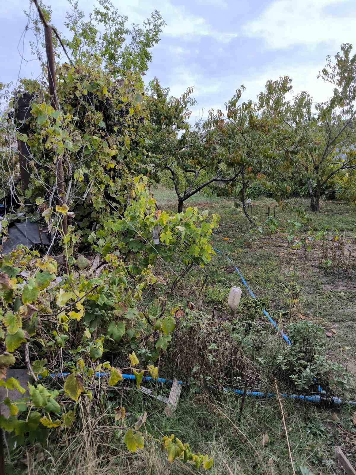 Продам дачу в Грушевке