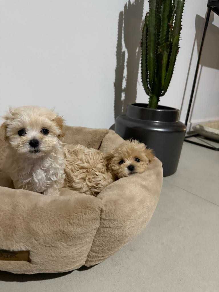 Maltipoo malutka sunia xxs karmelowa