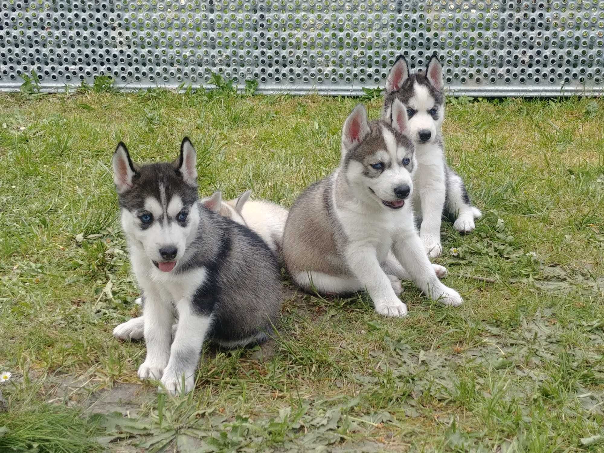 Syberian husky szczeniaki